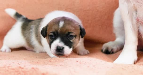 Schattig Klein Jack Russell Terrier Puppy Leren Kruipen Verzorging Van — Stockvideo