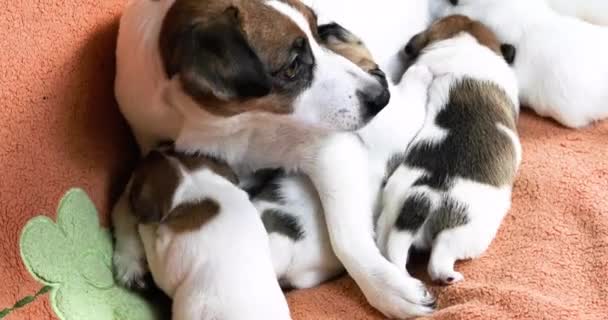 哺乳期女性杰克罗素特里耶躺在她的小狗旁边 照料狗和小狗 — 图库视频影像