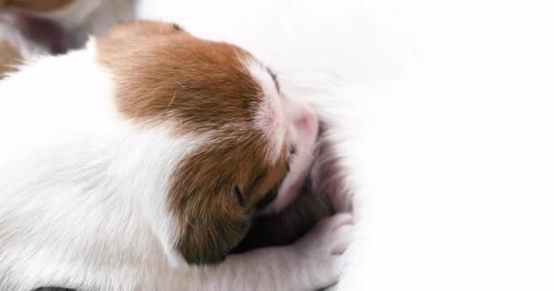 Aranyos Kis Jack Terrier Kiskutya Eszik Tejet Szoptató Anyja — Stock videók