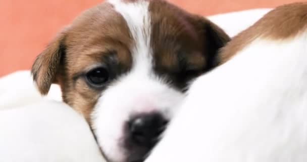 彼の看護母の近くに横たわっている小さなジャック テリアの子犬の肖像画 — ストック動画