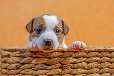 Küçük dişi Jack Russell Terrier köpeği hasır bir sepetin içinde oturuyor. Yavru köpeklerin bakımı ve bakımı