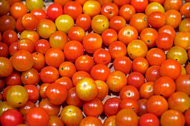 Çiftçilerin yetiştirdiği tatlı vişneli domateslerin arka planı