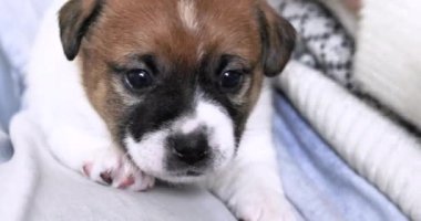 Oğlan, küçük bir erkek olan Jack Russell Terrier yavrusunun üzerinde kürkü nazikçe okşar. Yavru köpeklere iyi bakın ve ilgilenin
