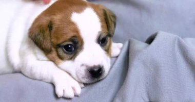 Küçük bir Jack Russell Terrier köpeğinin kulağını nazikçe koparın. Yavrulara iyi bakın ve ilgilenin.