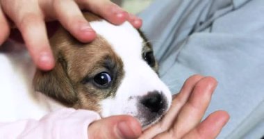 Kız, elleriyle küçük bir Jack Russell Terrier köpeğinin kulağını nazikçe kokluyor. Yavru köpeklere iyi bak.