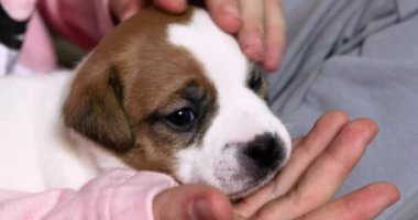 Kız, elleriyle küçük bir Jack Russell Terrier köpeğinin kulağını nazikçe kokluyor. Yavrulara iyi bakın ve ilgilenin.