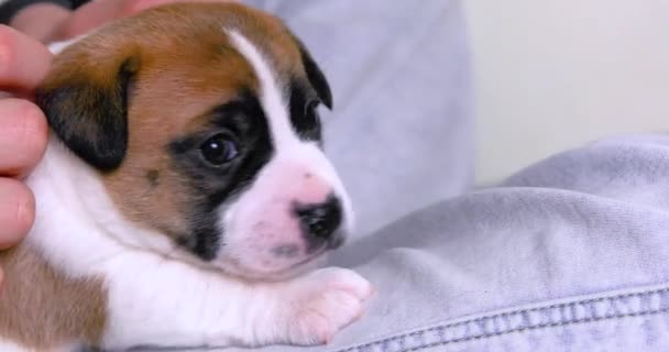 Menino Acaricia Suavemente Pele Com Mão Pequeno Cachorro Jack Russell — Vídeo de Stock