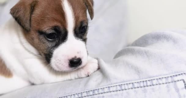 Oğlan Küçük Bir Erkek Olan Jack Russell Terrier Yavrusunun Üzerinde — Stok video
