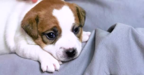 Zupft Sanft Ohr Eines Kleinen Jack Russell Terrier Welpen Pflege — Stockvideo