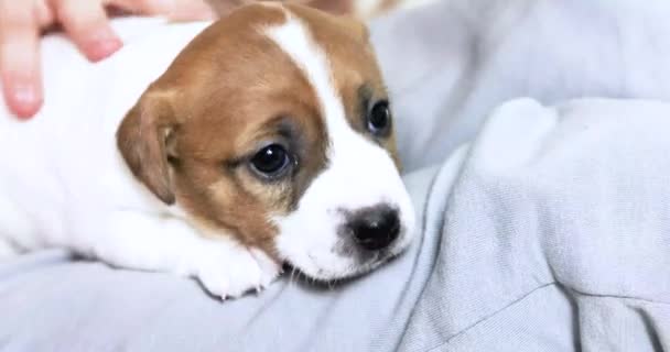 小さなジャック ラッセル テリアの子犬の耳の間を優しく嗅ぎます 子犬のケアとケア — ストック動画