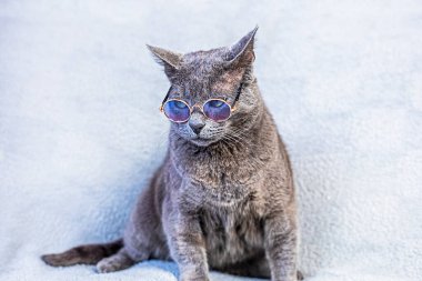 upset Burmese cat sits wearing glasses on a gray background. running a business back to school clipart