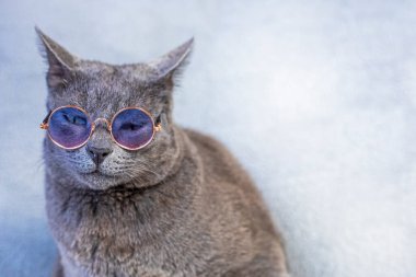 unhappy gray Burmese cat sits wearing glasses on a gray background. running a business back to school clipart