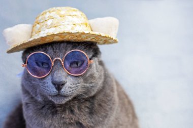 unhappy gray Burmese cat sits wearing glasses and a straw hat on a gray background. Attitude towards failure clipart