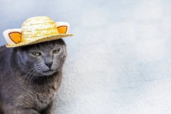 unhappy gray Burmese cat sits in a straw hat on a gray background. Attitude towards failure