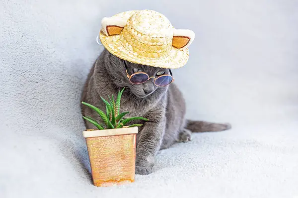 funny Burmese cat with glasses and a straw hat looks down on a gray background with a succulent flower. Doing Business. Holidays with animals
