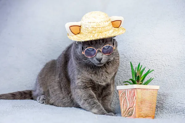 funny Burmese cat with glasses and a straw hat looks down on a gray background with a succulent flower