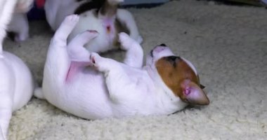  Jack Russell Terrier yavrusunu yalıyor. Küçük köpek yavruları için hijyen