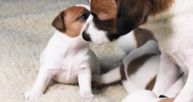 Küçük bir köpek yavrusuyla dişi bir Jack Russell Terrier birbirlerini yalarlar. Annelik.