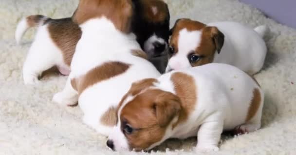 Süße Jack Russell Terrier Welpen Kuscheln Sich Einem Neuen Ort — Stockvideo