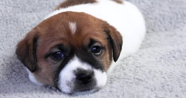 Ηρέμησε Jack Russell Terrier Κουτάβι Αποκοιμιέται Μια Γκρι Κουβέρτα — Αρχείο Βίντεο