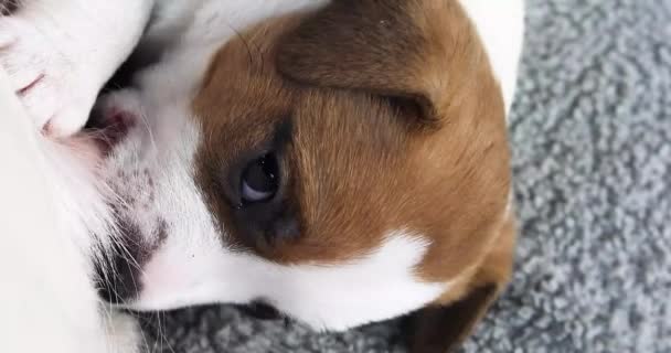 Güzel Köpek Yavrusu Annesinin Sütünü Islatıyor Anneler Günü — Stok video
