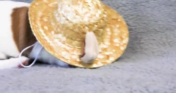 Hasır Şapkalı Komik Güzel Köpek Yavrusu — Stok video