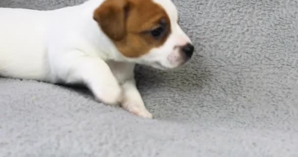 Söt Jack Russell Terrier Valp Såg Sin Mamma Och Sprang — Stockvideo