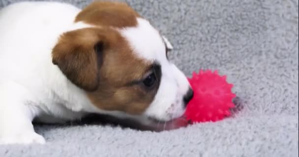 幽默杰克罗素小狗在灰色背景下舔粉色玩具球 — 图库视频影像