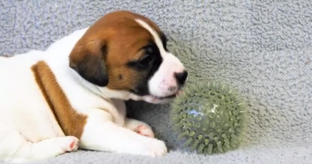 Divertido Jack Russell Terrier Cachorro Prueba Una Pelota Goma Huele — Vídeo de stock