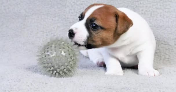 幽默杰克罗素小狗尝起来像橡皮球 用爪子闻自己的味道 — 图库视频影像