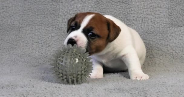 Jack Russell Terrier Puppy Tastes Rubber Ball — Stock Video