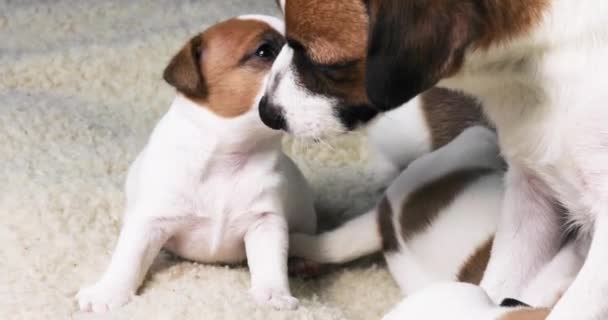 Egy Kiskutya Egy Női Jack Russell Terrier Nyalogatják Egymást Anyaság — Stock videók
