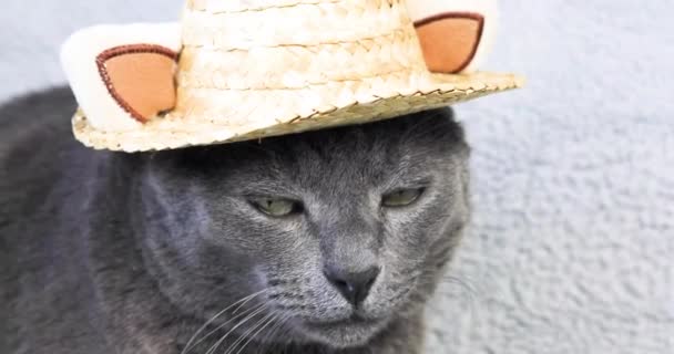 Серьезная Серая Бирманская Кошка Соломенной Шляпе Светлом Фоне — стоковое видео