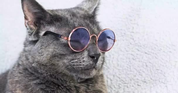 Klid Spací Šedá Barmská Kočka Brýlemi Světlém Pozadí — Stock video