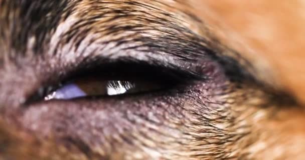 Миготливе Око Собаки Джека Рассела Тер Єра Яка Засинає — стокове відео