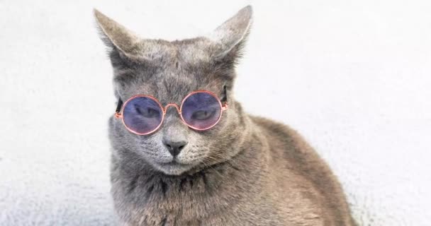 Redaktionell Grå Burmesisk Katt Med Glasögon Ljus Bakgrund — Stockvideo