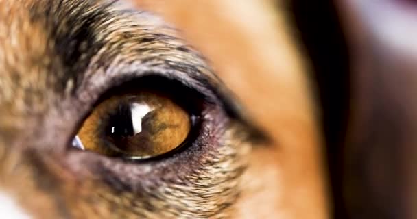 紧闭着一只睡着了的杰克罗素地球狗眨眼的眼睛 — 图库视频影像