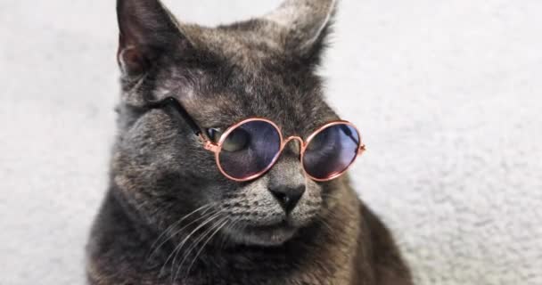 Smart Grå Burmesisk Katt Med Glasögon Ljus Bakgrund Göra Affärer — Stockvideo