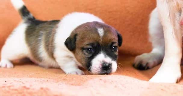 Der Kleine Jack Russell Terrier Welpe Versucht Neben Seiner Mutter — Stockvideo