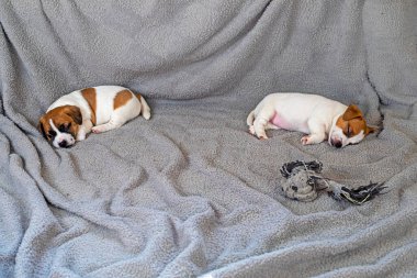 İki küçük Jack Russell Terrier köpeği oynadıktan sonra gri bir battaniyede uyurlar.