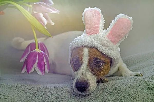 Джек Рассел Тер Одягнений Вуха Великоднього Кролика Боні Поблизу Квітів — стокове фото