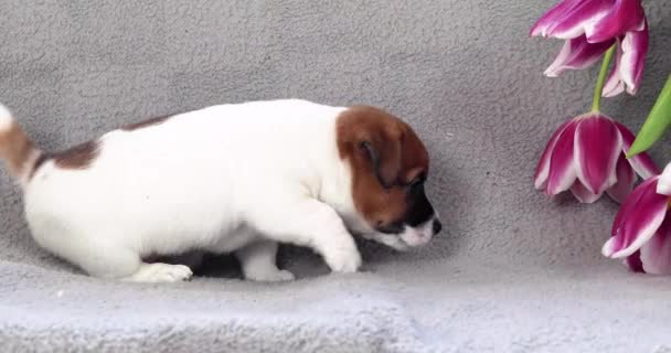 Divertido Jack Russell Terrier Cachorro Olfatea Tulipanes Juega Humor Festivo — Vídeos de Stock