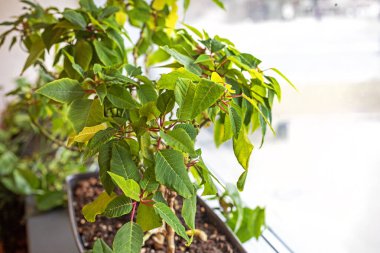 Kral 'ın Azrail acı biberi fideleri yetiştir. Bahçe