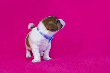 Boynunda mavi bir fiyonk olan küçük Jack Russell teriyeri parlak pembe bir arka planın yanında duruyor.