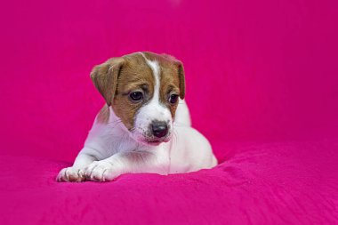 Küçük Jack Russell Terrier köpeği parlak pembe bir arka planda yatıyor.