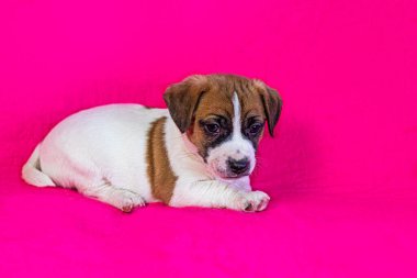 Küçük sevimli Jack Russell Terrier köpeği parlak pembe bir arka planda yatıyor.