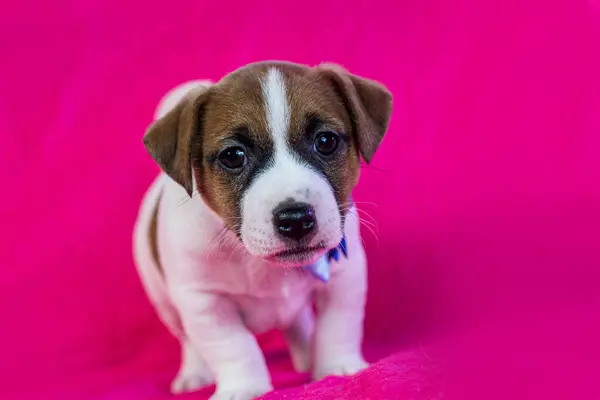彼の首に青い弓を持つ小さなジャックラッセルテリアの子犬は明るいピンクの背景の近くに座っています — ストック写真