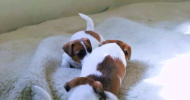 Küçük Jack Russell teriyeri köpek yavruları battaniyede birbirleriyle oynarlar.