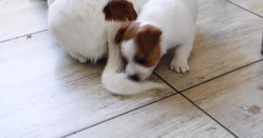 Komik Jack Russell Terrier köpeği mutfakta annesinin kuyruğuyla oynuyor.