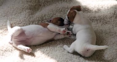 İki Jack Russell teriyeri köpek yavrusu battaniyede birbirleriyle oynuyorlar..